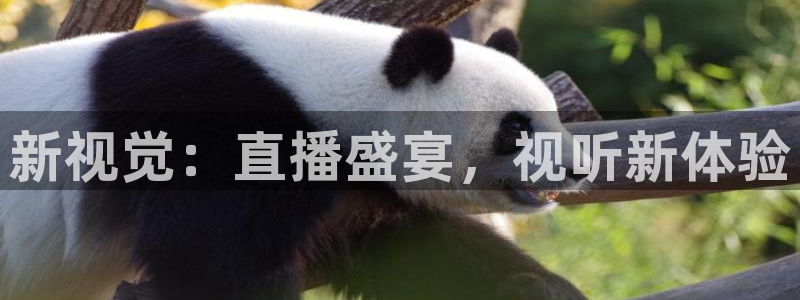 新视觉：直播盛宴，视听新体验