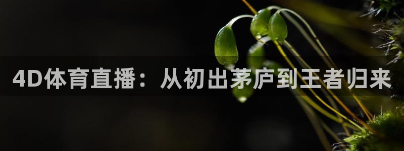 4D体育直播：从初出茅庐到王者归来